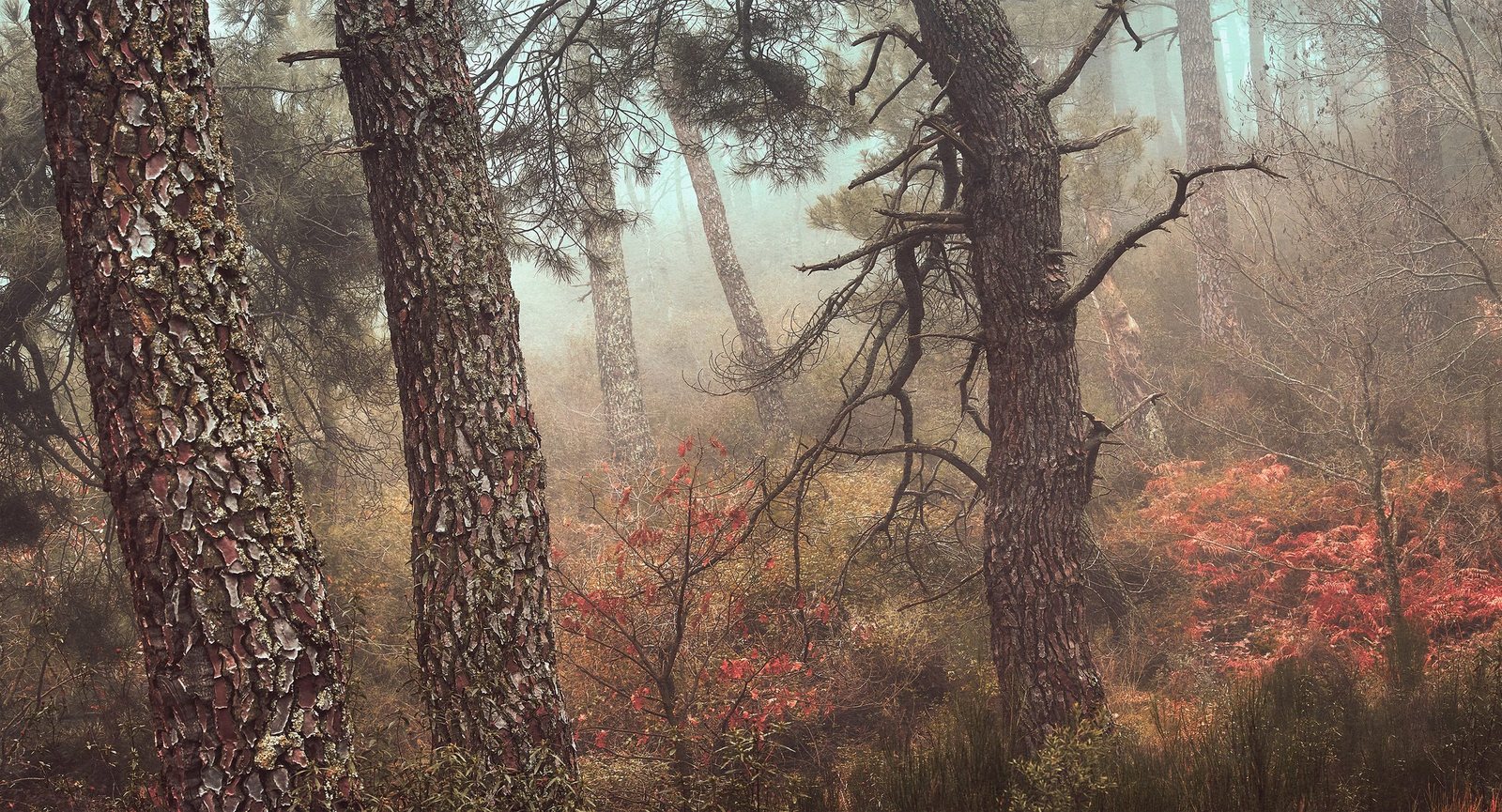 A misty forest scene with tall pine trees, some with textured bark and moss, and smaller shrubs and trees with red leaves.