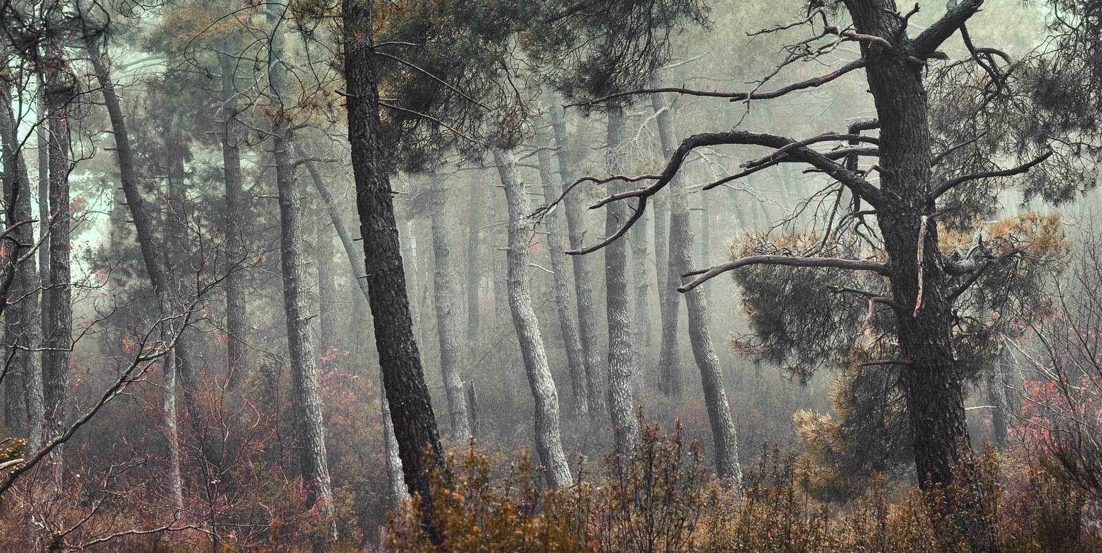 Tall pines fading into fog, a dark twisted pine in front and low shrubs with red leaves below.