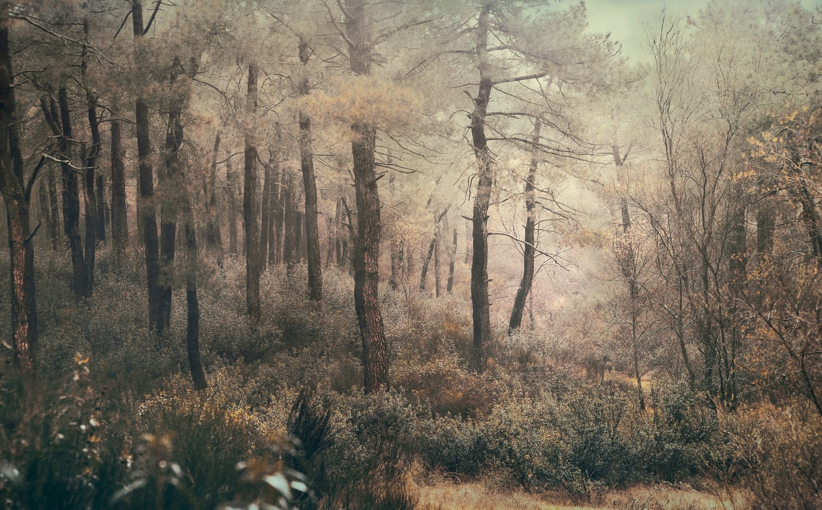 A pale, misty pine forest in soft sepia light, with scrub and dry grass in the foreground.