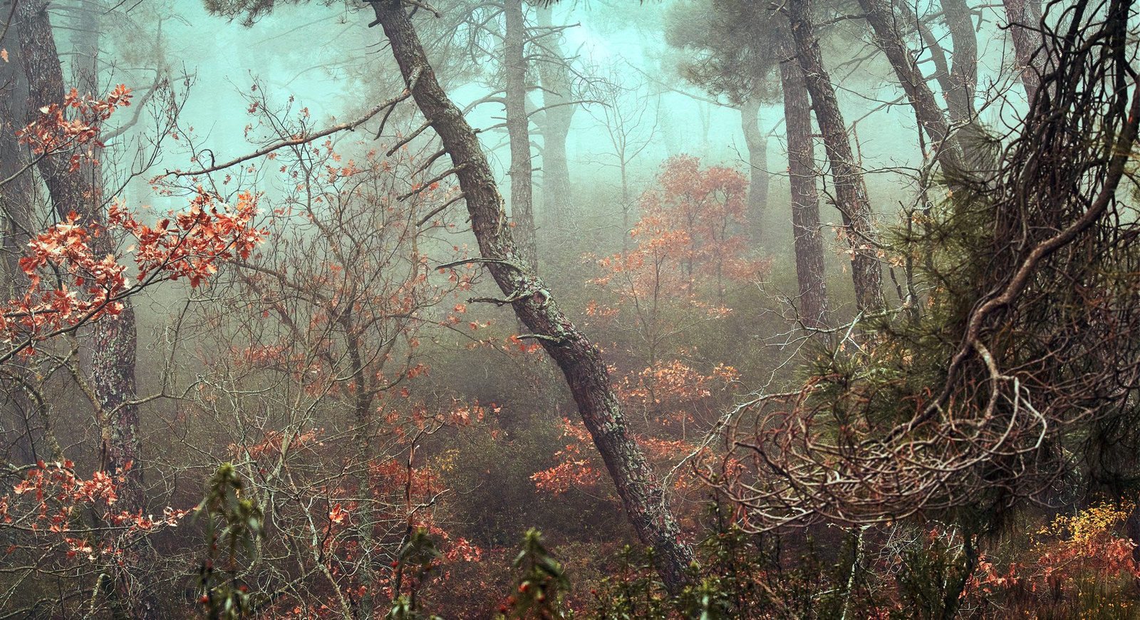 A misty forest scene with tall trees, some with orange leaves, and a large, leaning tree covered in moss and lichen on the right.