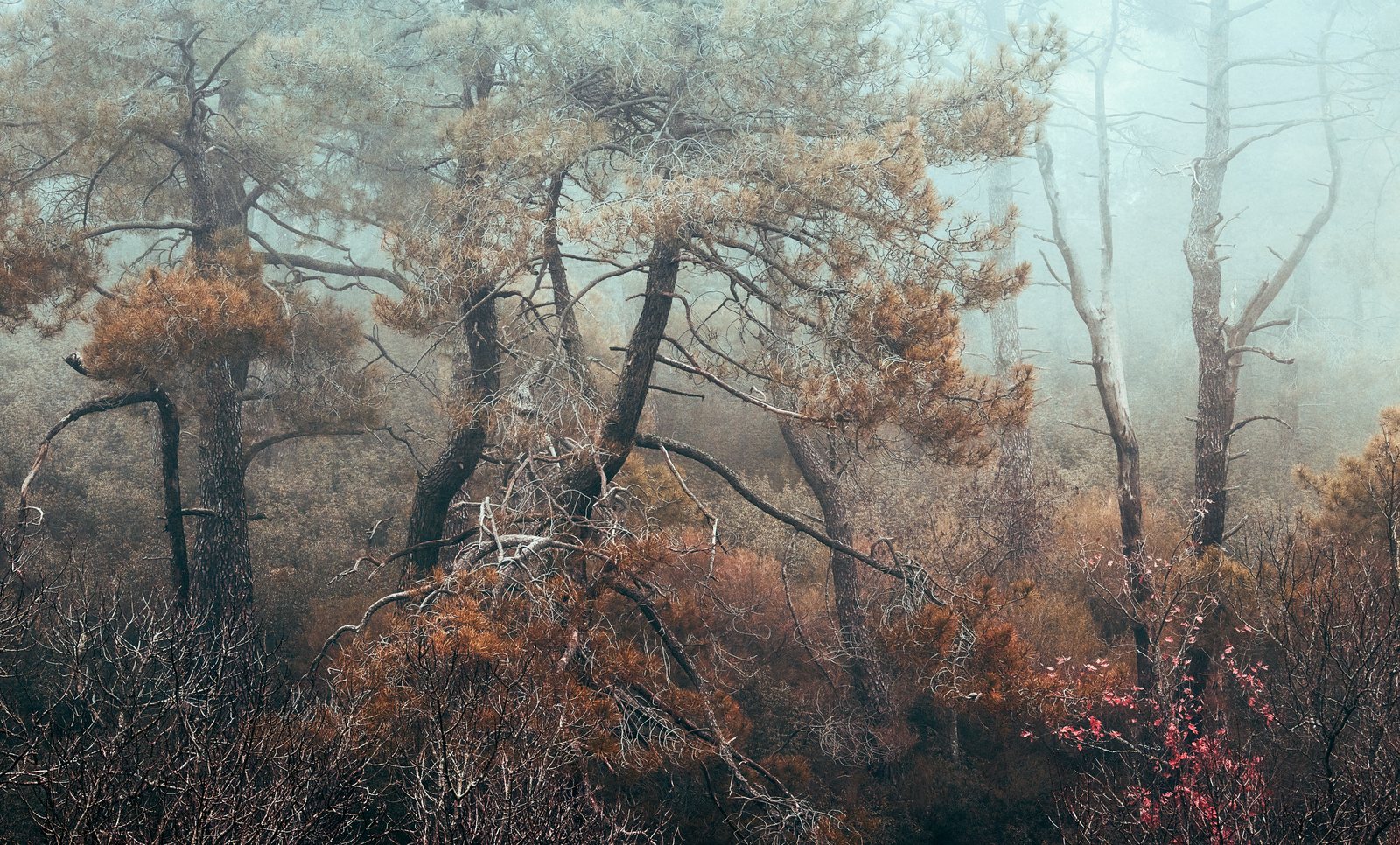 Pines with rust-coloured crowns leaning in the fog above a thicket of dry brush and red leaves.