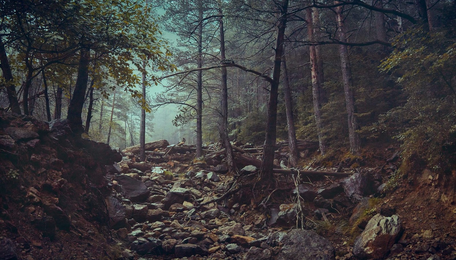 A foggy forest with tall trees and a rocky, uneven ground.