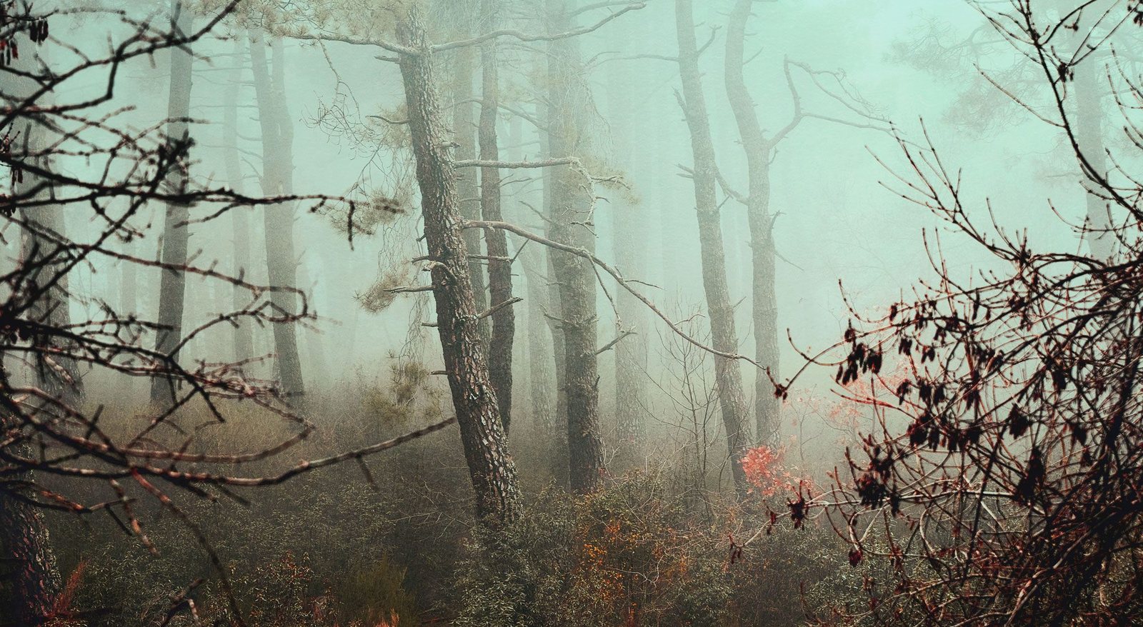 Misty forest with tall trees and sparse leafless branches and some red and orange foliage at the bottom.