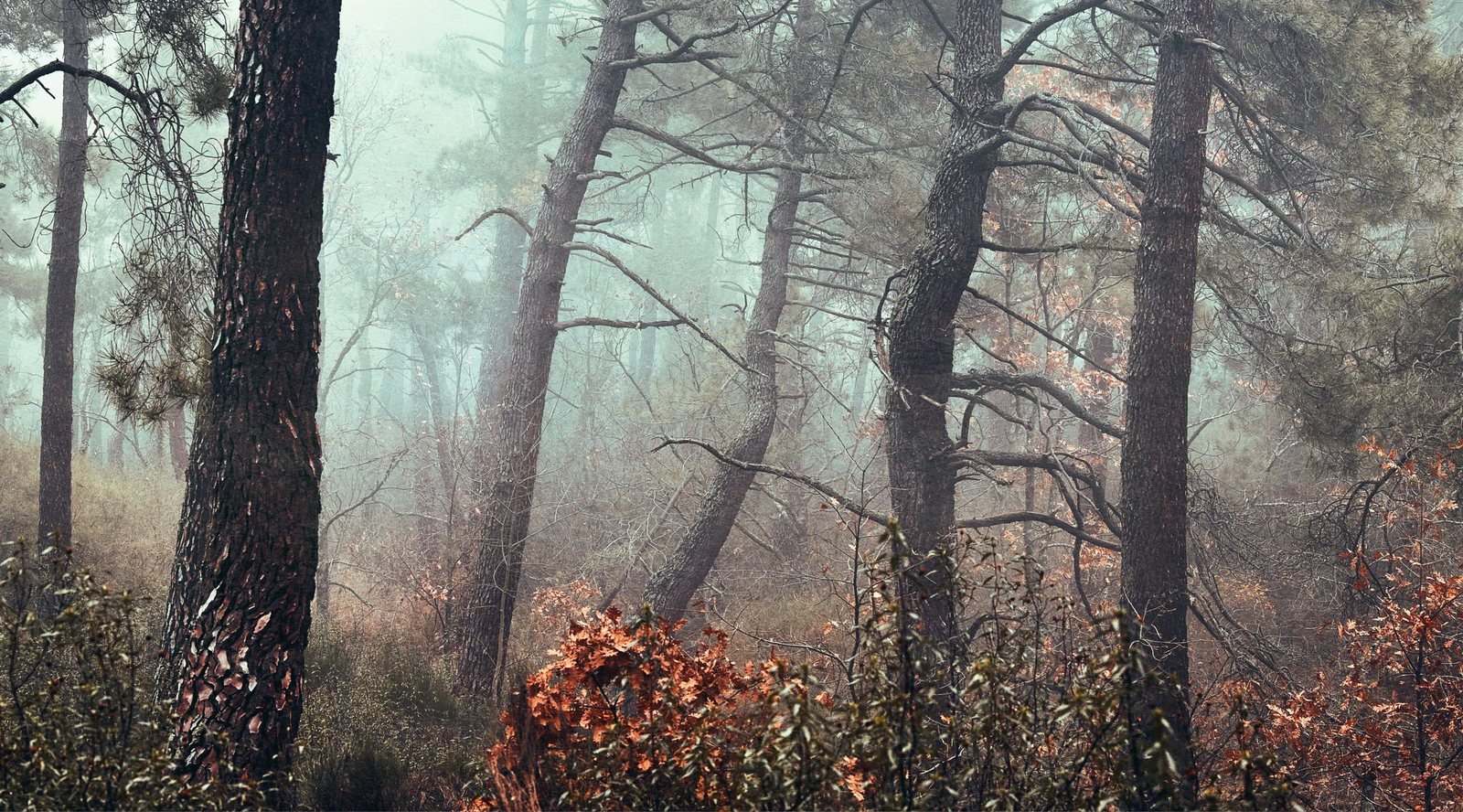 A foggy forest with tall pine trees, some with leaning trunks, and dense undergrowth with brown leaves and shrubs.