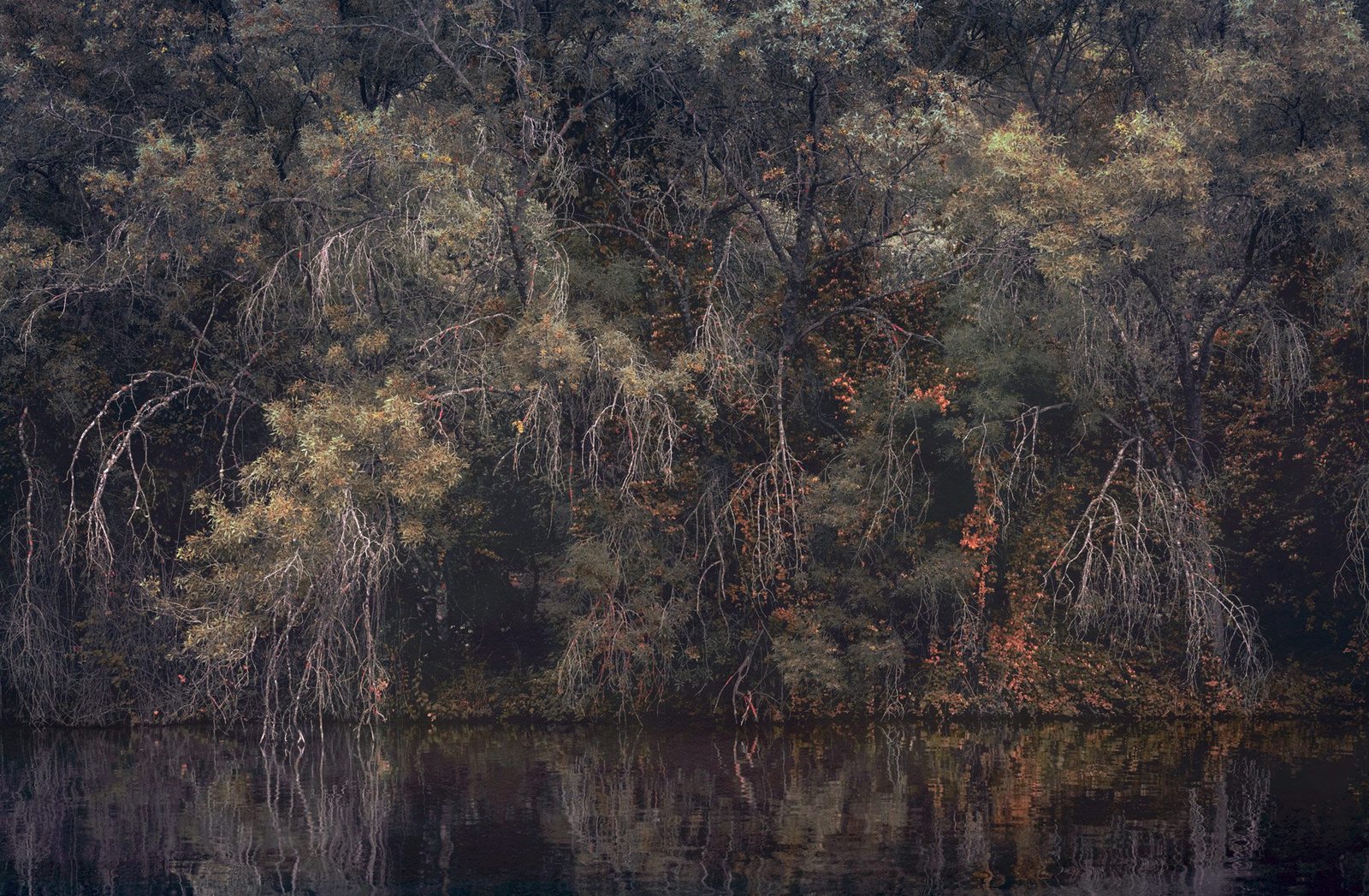 A tangle of dry, pale branches over dark still water.