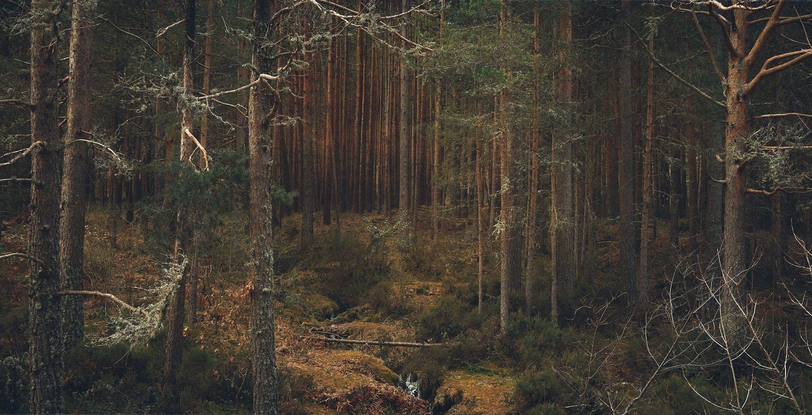 Dense forest with tall, thin trees covered in moss and lichen, underbrush on the ground, and a small stream running through the forest floor.