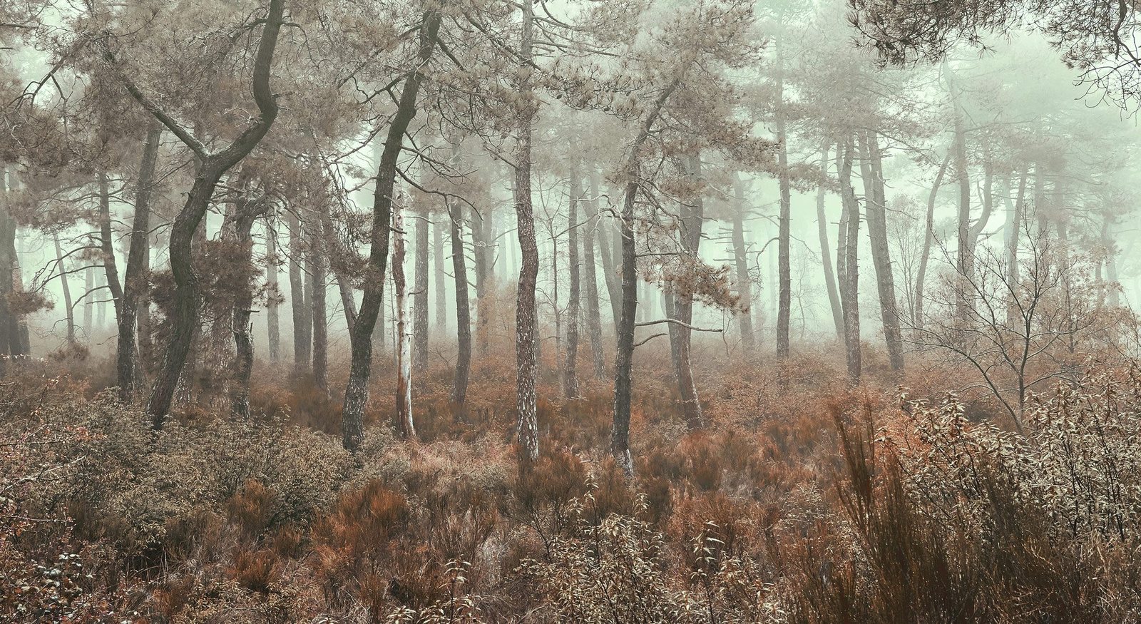 A foggy forest with tall, sparse trees and brown undergrowth.