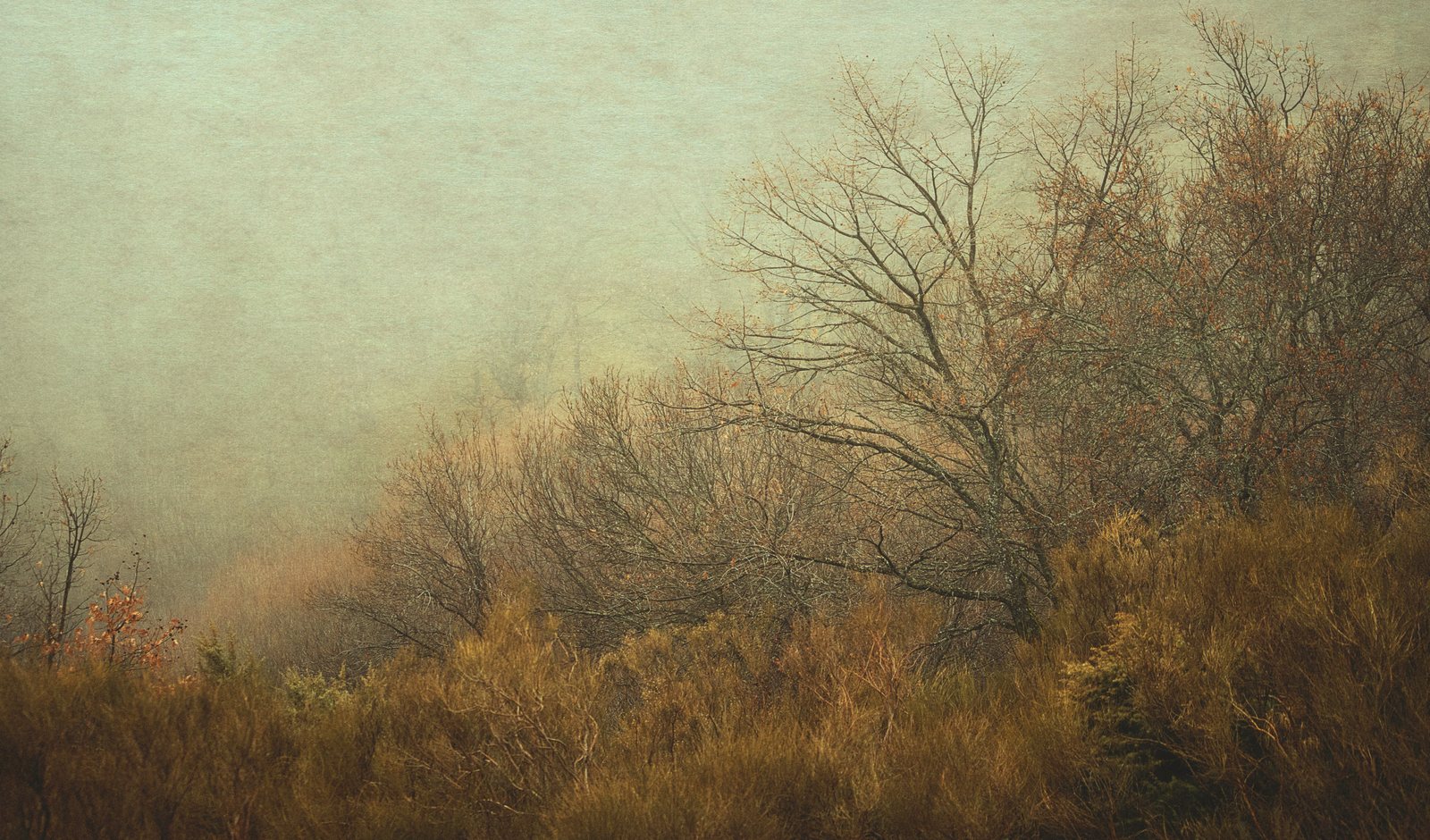 Bare trees and golden scrub on a hillside, dissolving into grey-green fog.