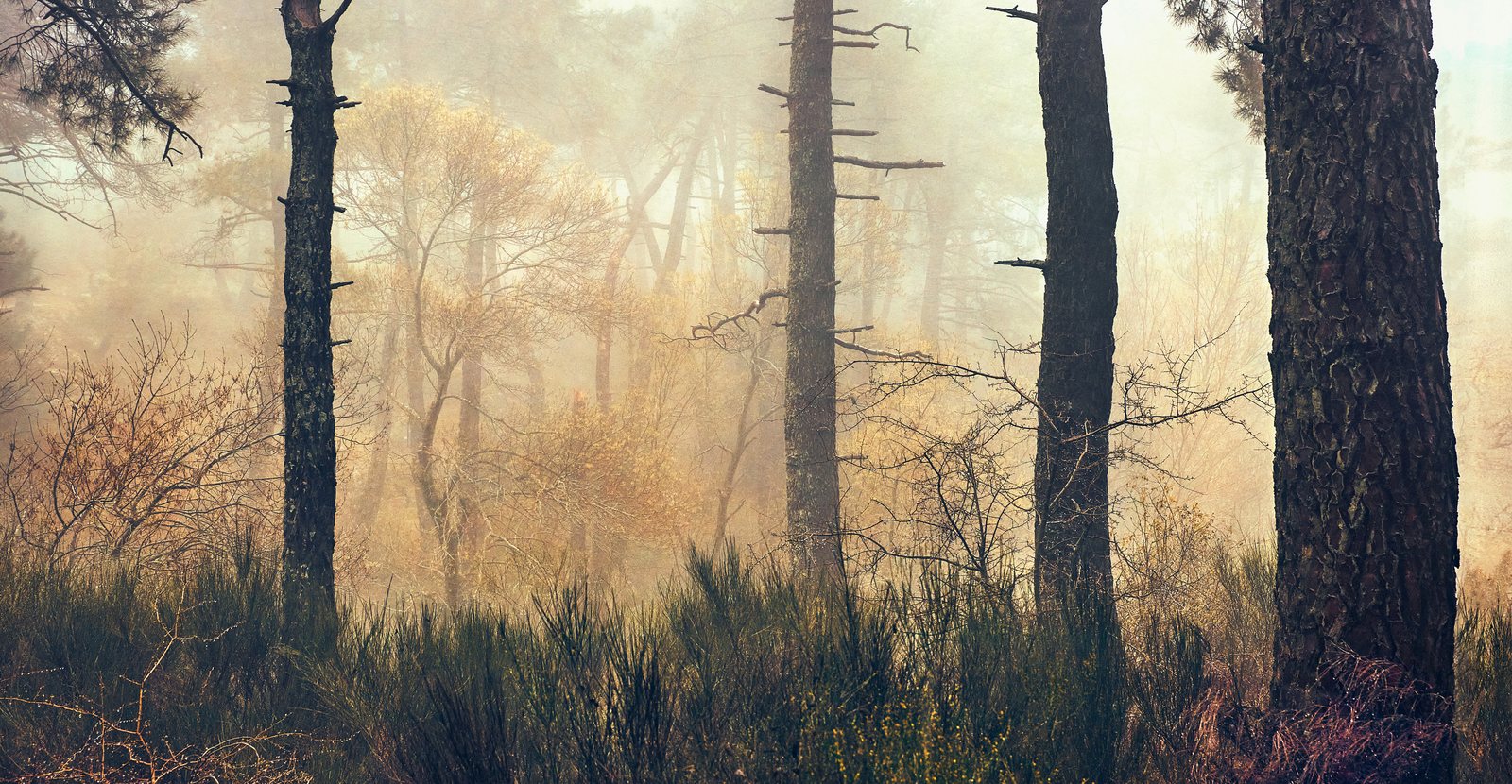 Dark pine trunks against a glowing golden haze, tall grass below.