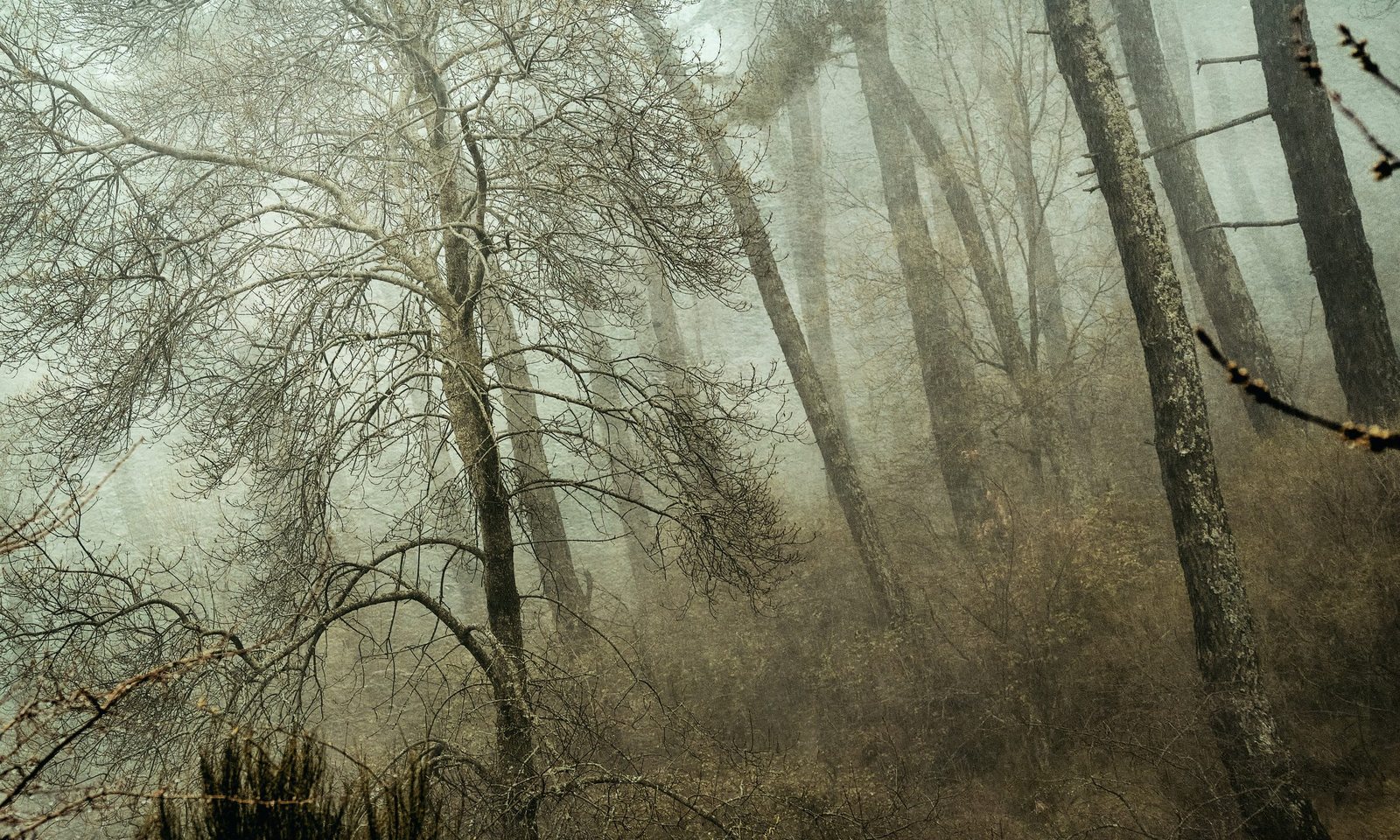 Foggy forest scene with leafless trees and dense underbrush.