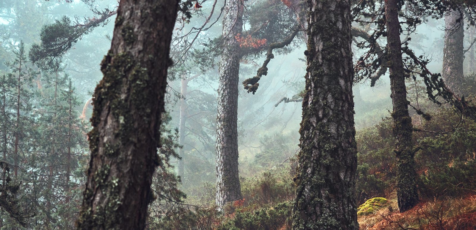 Lichen-covered pine trunks on a foggy slope, the forest fading into blue-grey mist behind.