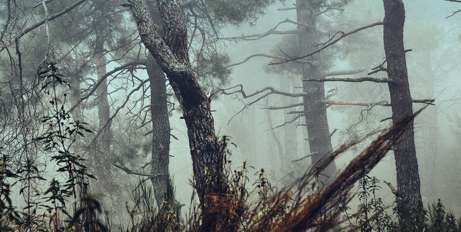 A foggy forest with tall, dark pine trees and dense undergrowth.