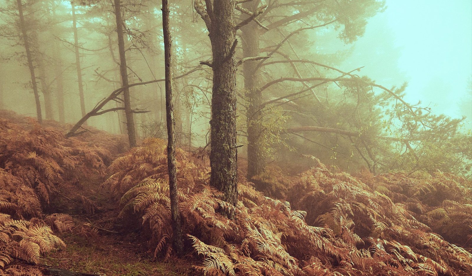Misty forest scene with tall trees, dense fern undergrowth, and fog creating a hazy atmosphere.