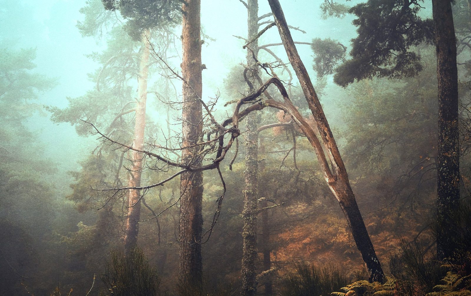 Dense foggy forest with tall trees, some leaning and broken branches, moss and ferns on the ground.