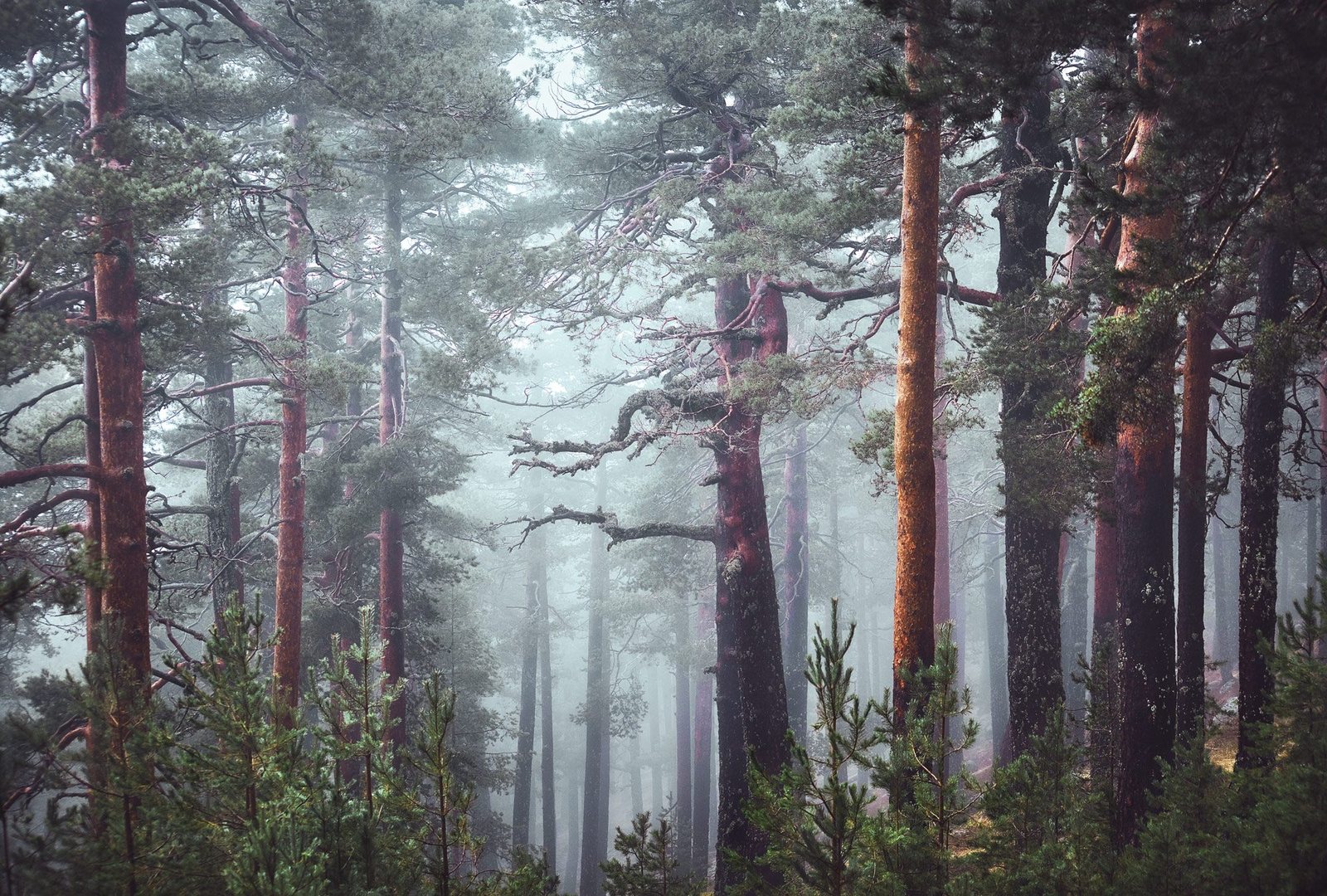 A misty forest with tall pine trees and dense undergrowth.