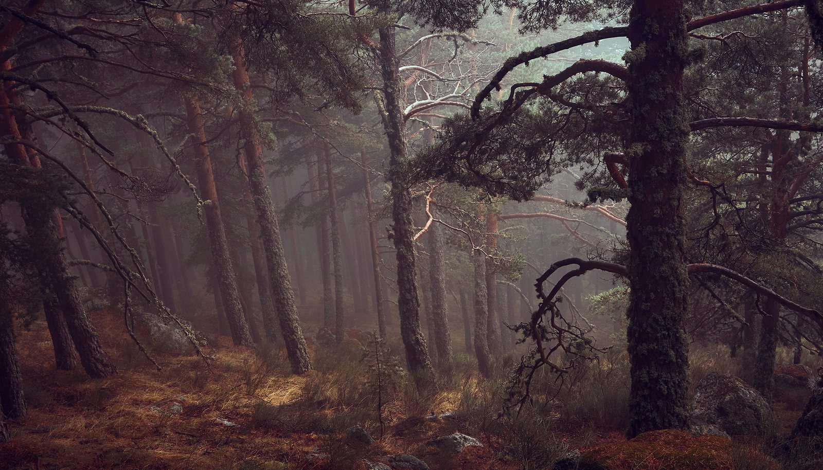 A dim pine forest on a slope, bare branches catching the light and rust-coloured needles on the ground.