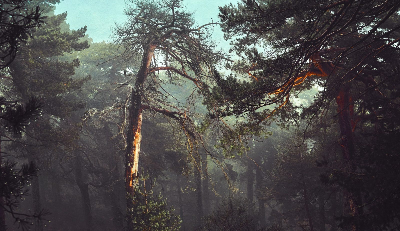 A misty forest scene with tall pine trees, some with broken or leaning branches, and a hazy background.
