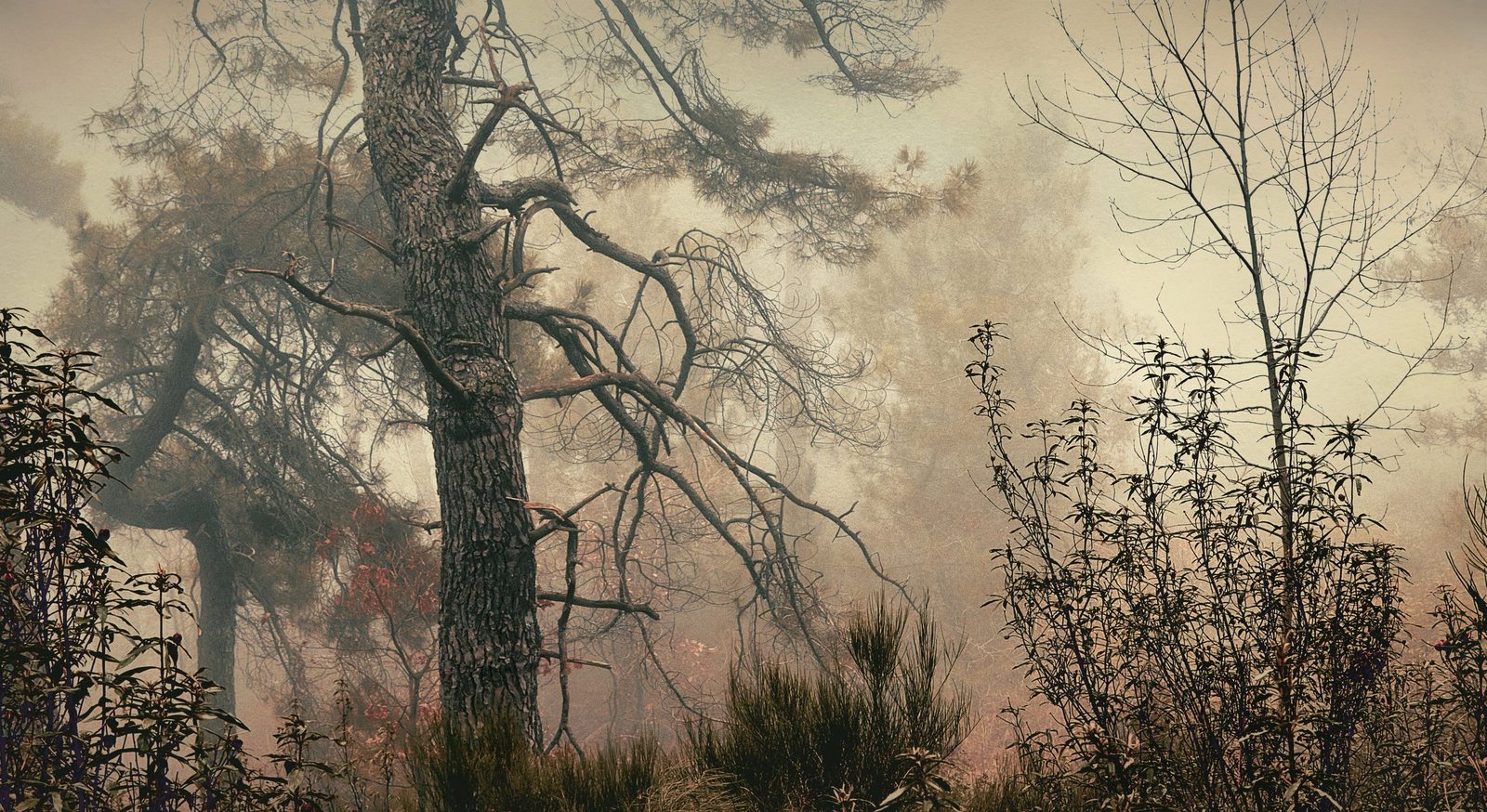 A foggy forest scene with tall, leafless and evergreen trees in muted tones.