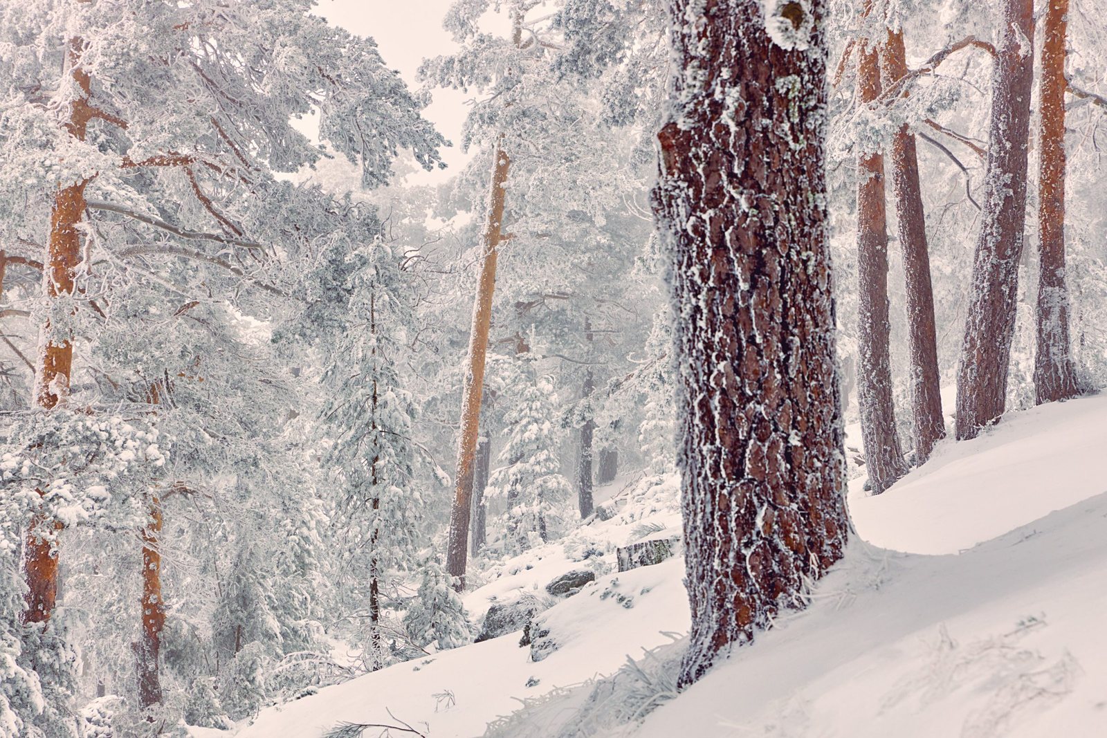 Snow-covered trees in a winter forest with a snow-covered ground.