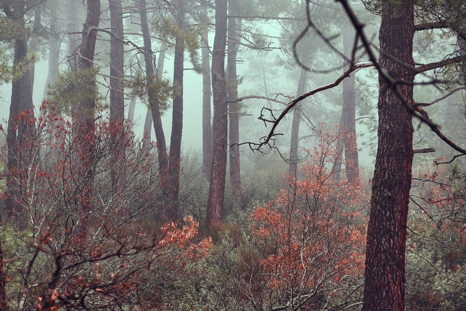 Foggy forest scene with tall pine trees and leafless shrubs with reddish-brown leaves.