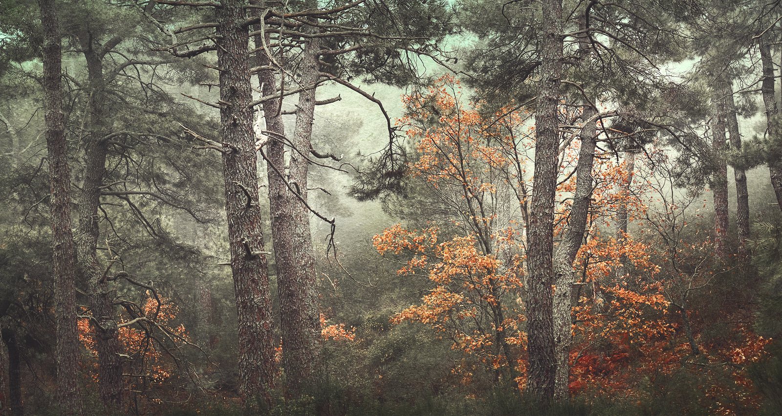 Orange-leaved oaks glowing among tall grey pines in the fog.