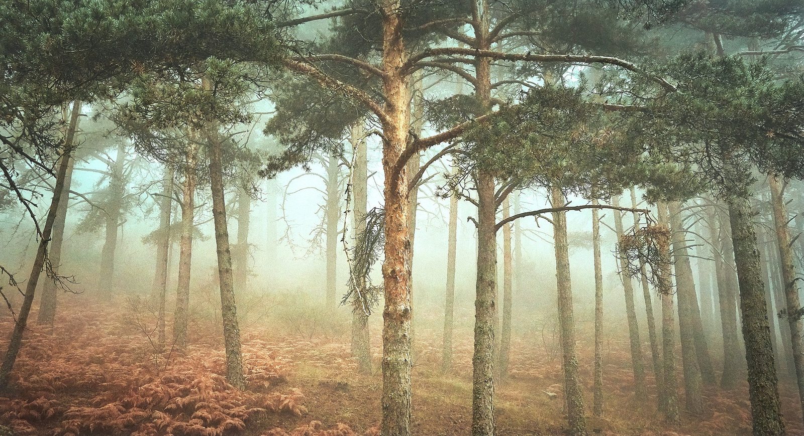 A foggy forest scene with tall pine trees and brown ferns covering the ground.