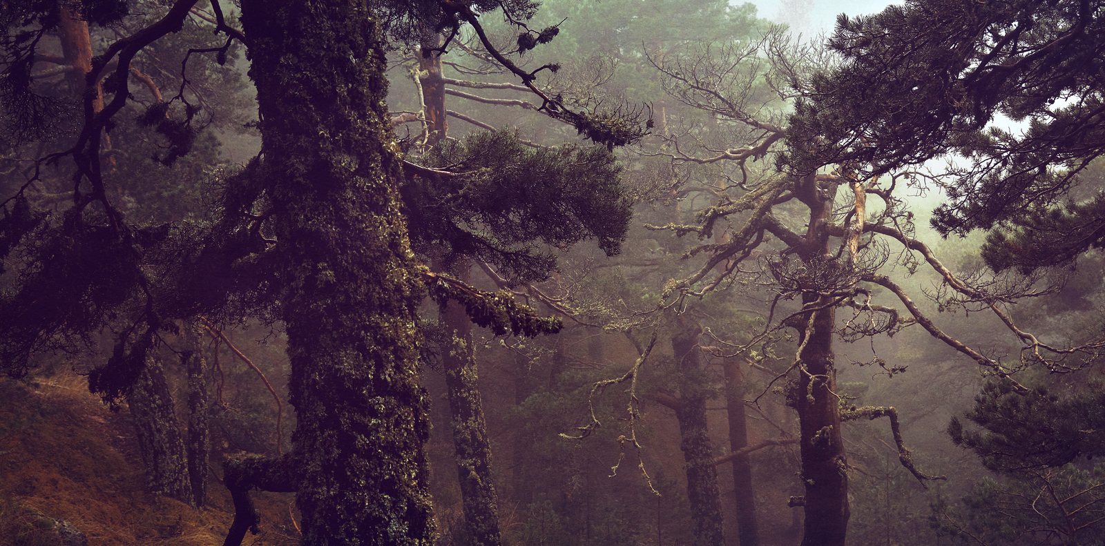 A massive moss-covered pine trunk in the foreground, twisted branches reaching through the mist behind.