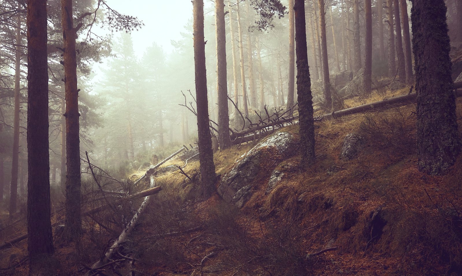 Tall pines on a misty slope, fallen trunks and rocks among dry grass.